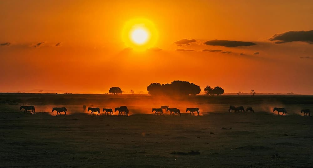 Animals grazing at sunset